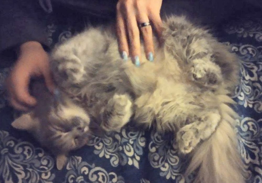 Bean, a female grey tabby long hair cat, laying on her side with paws up cutely, getting belly stitches.