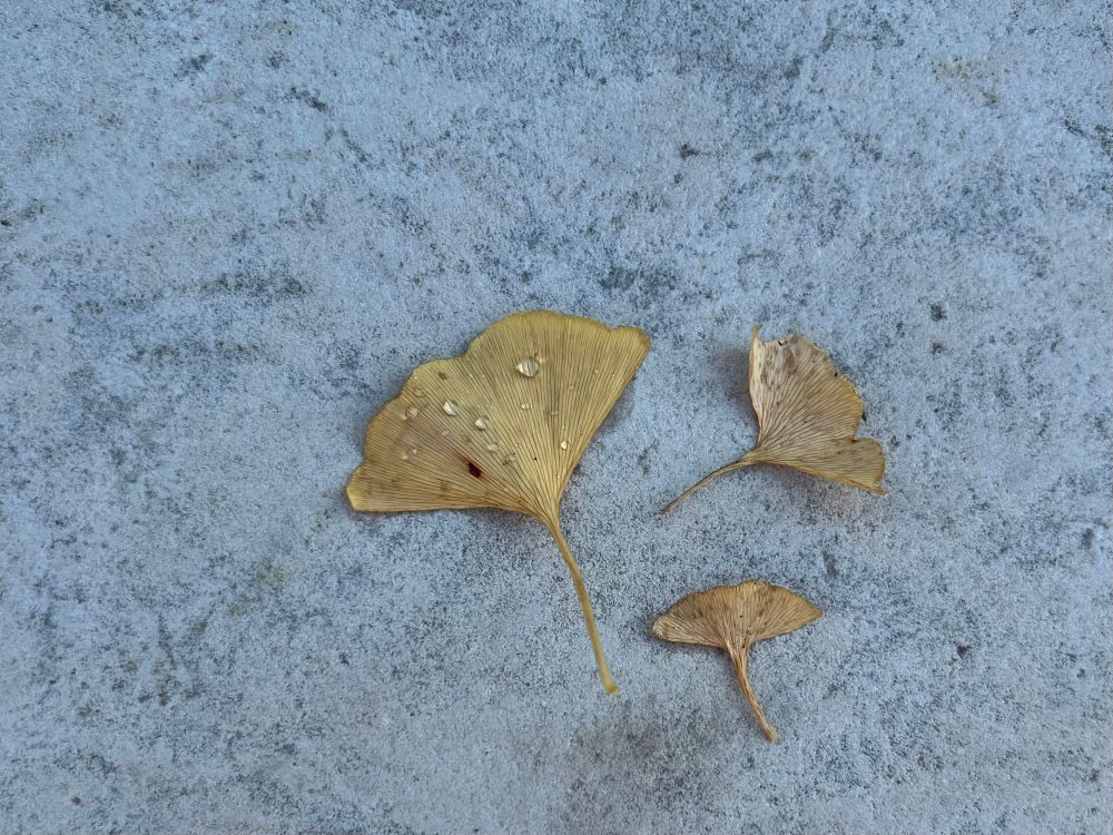three ginkgo leaves arranged on a stone. the largest leaf has visible dew drops on it   