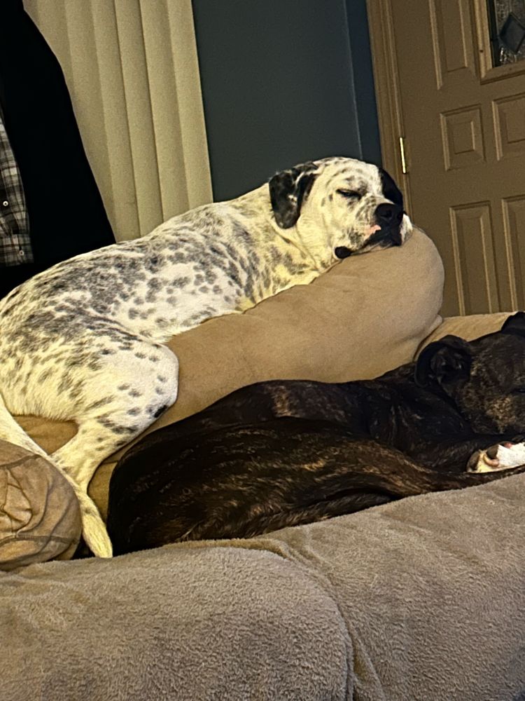 Two large dogs sleeping on a couch. 