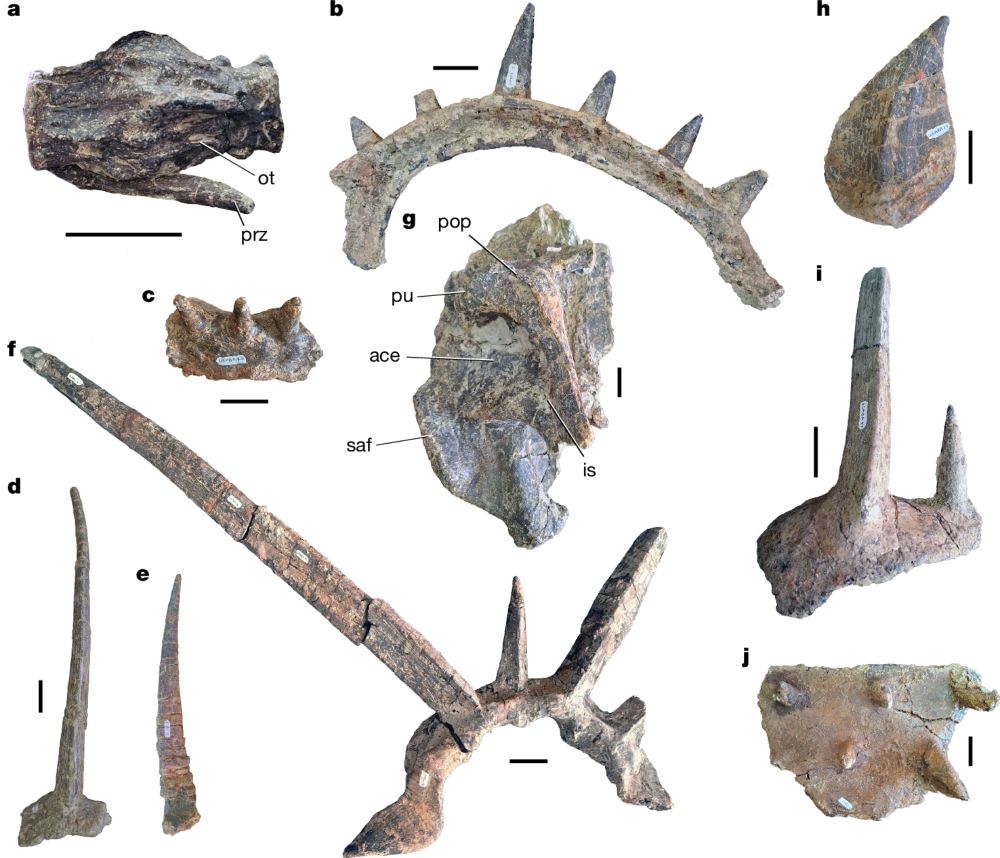 Nature - The ankylosaurian dinosaur Spicomellus afer possessed a tail weapon and uniquely elaborate dermal armour.