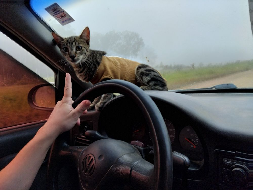 Gata tigrada cinza com roupa marrom, sentada no painel do carro, uma mão branca aponta o dedo para a gata. Ao fundo a paisagem é de uma estrada de terra, um campo verde com poucas árvores e neblina deixando a paisagem um pouco apagada.
