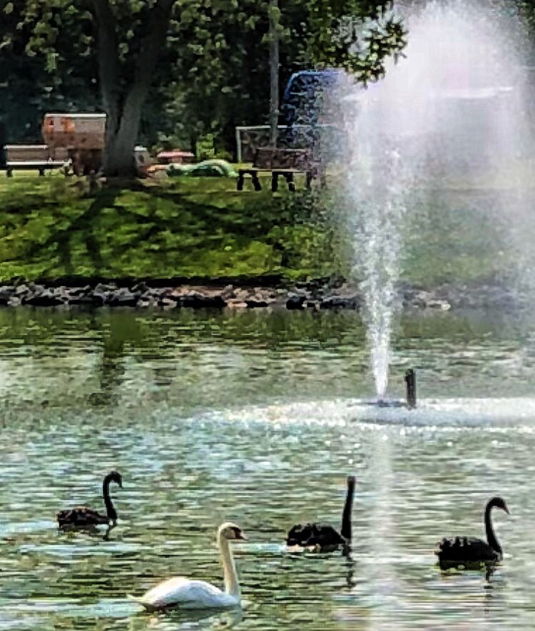 Black swans in local park. 