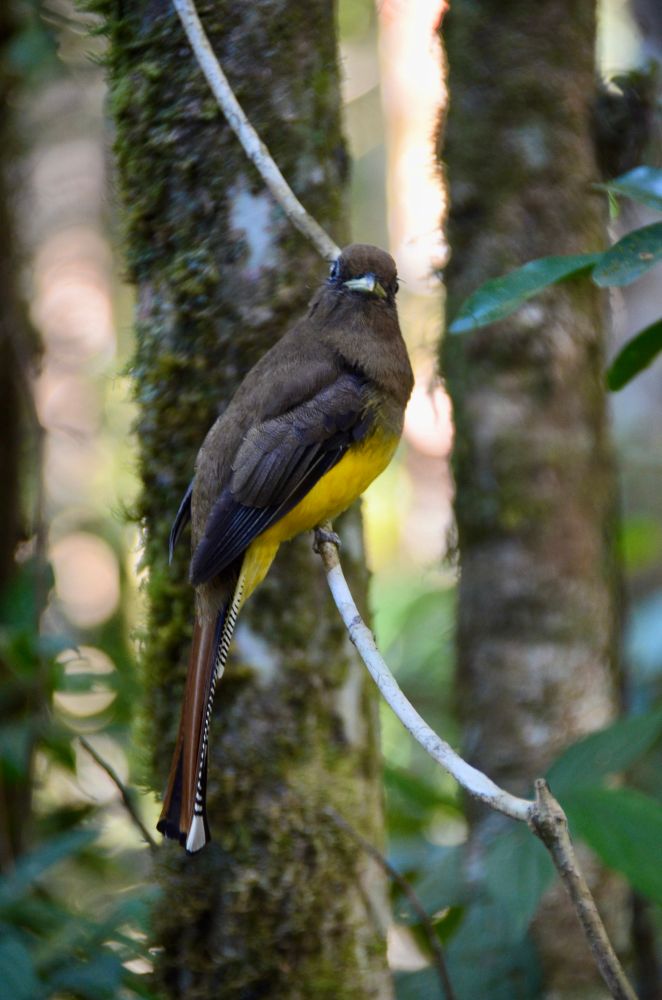 A brown bird with a yellow belly, long tail with rufous central feathers, and black-and-white striped outer ones, i.e., a Female Atlantic Black-throated Trogon, staring back at the camera with head tilted inquisitively.