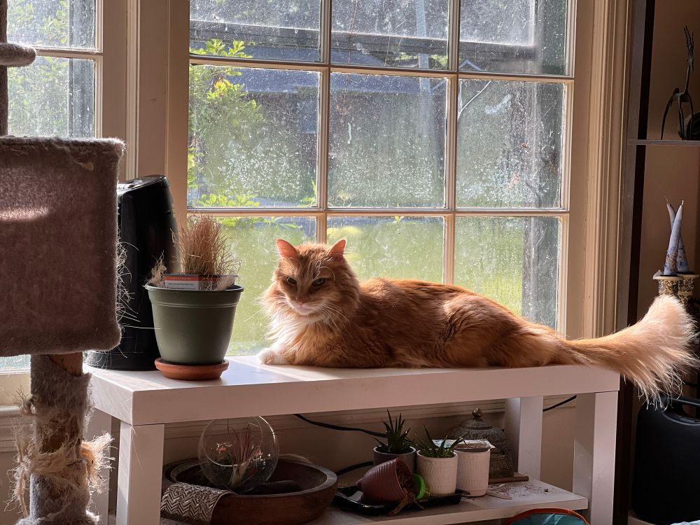 A long-haired orange cat is sitting on a white bench by a window, with a pot holding some dried catnip in front of him. His tail is up, fluffy, and he’s looking at the camera with some annoyance. 