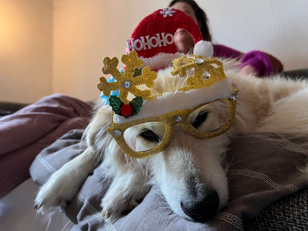 Hund mit Weihnachtsdeko