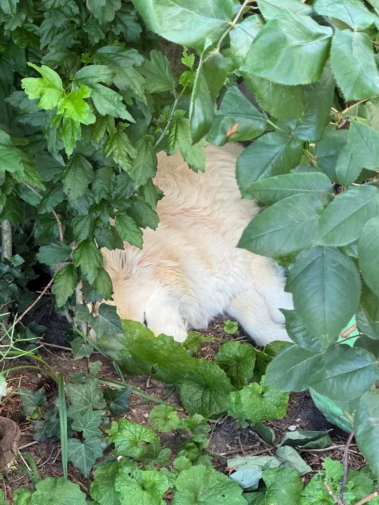 weisser Hund im Schatten eines Hibiscusstrauches