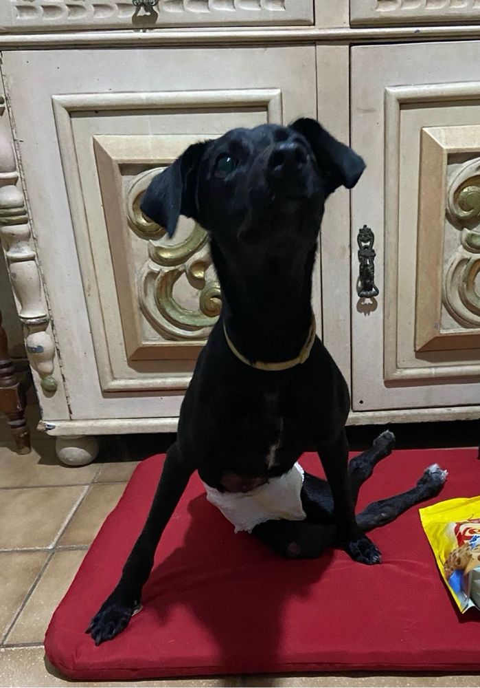 Cachorrinha cadeirante preta em cima de uma caminha vermelha 