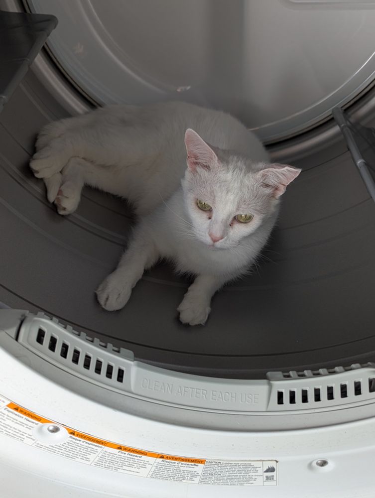 White cat inside of an empty drum of an open clothes dryer.