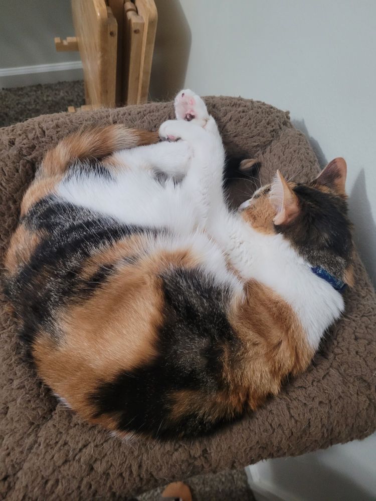 Calico cat curled up and sleeping on a brown, textured cat bed, with its paw resting near its face. A folded wooden table is visible in the background against a light-colored wall.