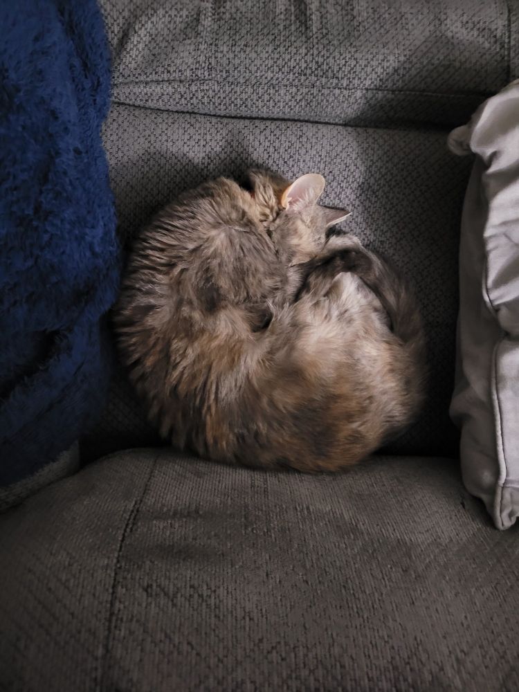 Tabby cat curled up and sleeping on a gray upholstered couch, nestled between a navy blue blanket and a light gray pillow.