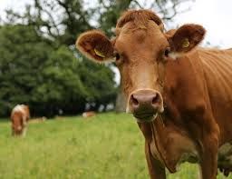 brown cow