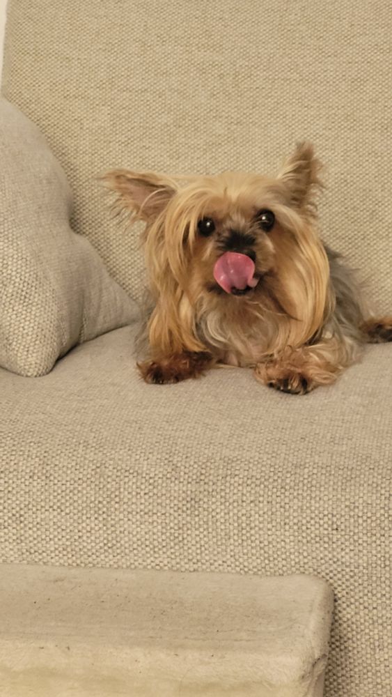 Foto de Cassie, mi perrita Yorkshire Terrier. Está sentada en in sofá y chupándose la cara con la lengua.