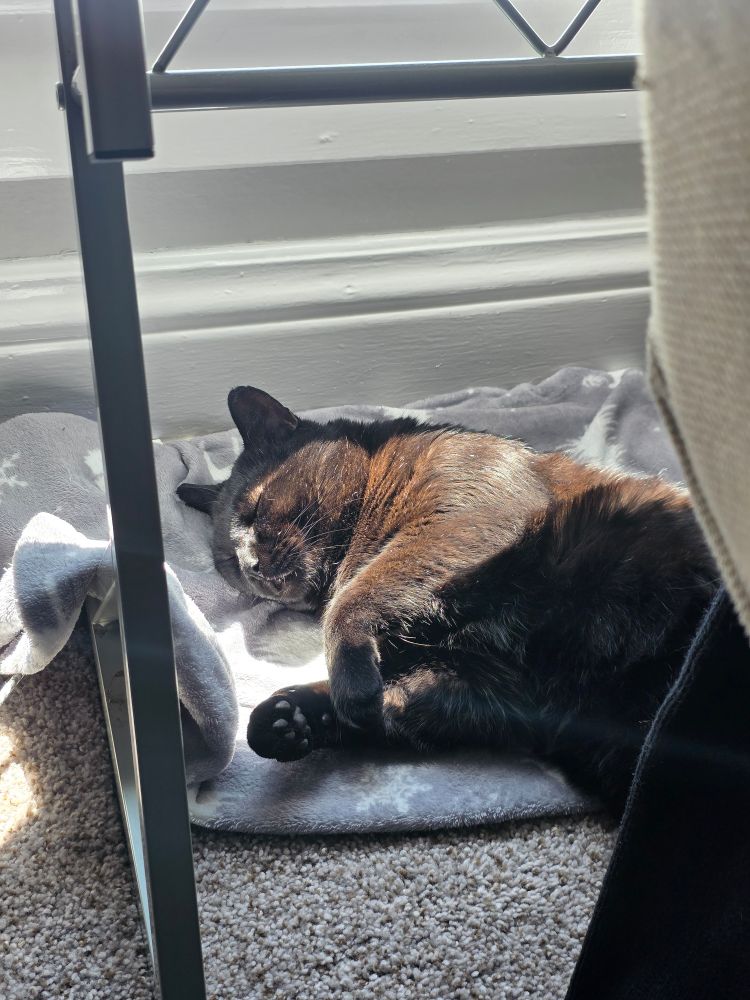 the same black kitty, now fast asleep, in the only small patch of sun currently available to him, on a fuzzy soft blanket. he's probably dreaming of murdering your toes