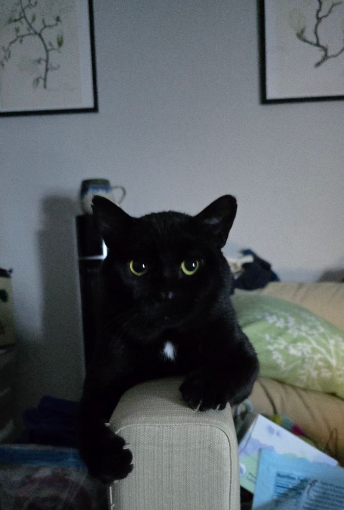a black void of kitty lays perched on the arm of a couch, his yellow eyes staring deep into your soul. he has the tiniest of white patches on his chest, and his little murder daggers are gripping the couch because he's just a little too big to fit easily here, but we believe in his ability to balance. 