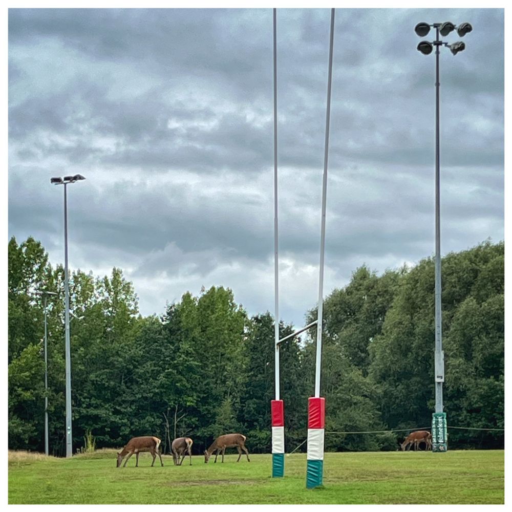 During a walk around Chasewater, Staffordshire, UK, I was surprised to come across a group of five deer grazing on the pitch of a local rugby club. They were completely unbothered by my presence on the touch line as I stood watching them for about ten minutes.