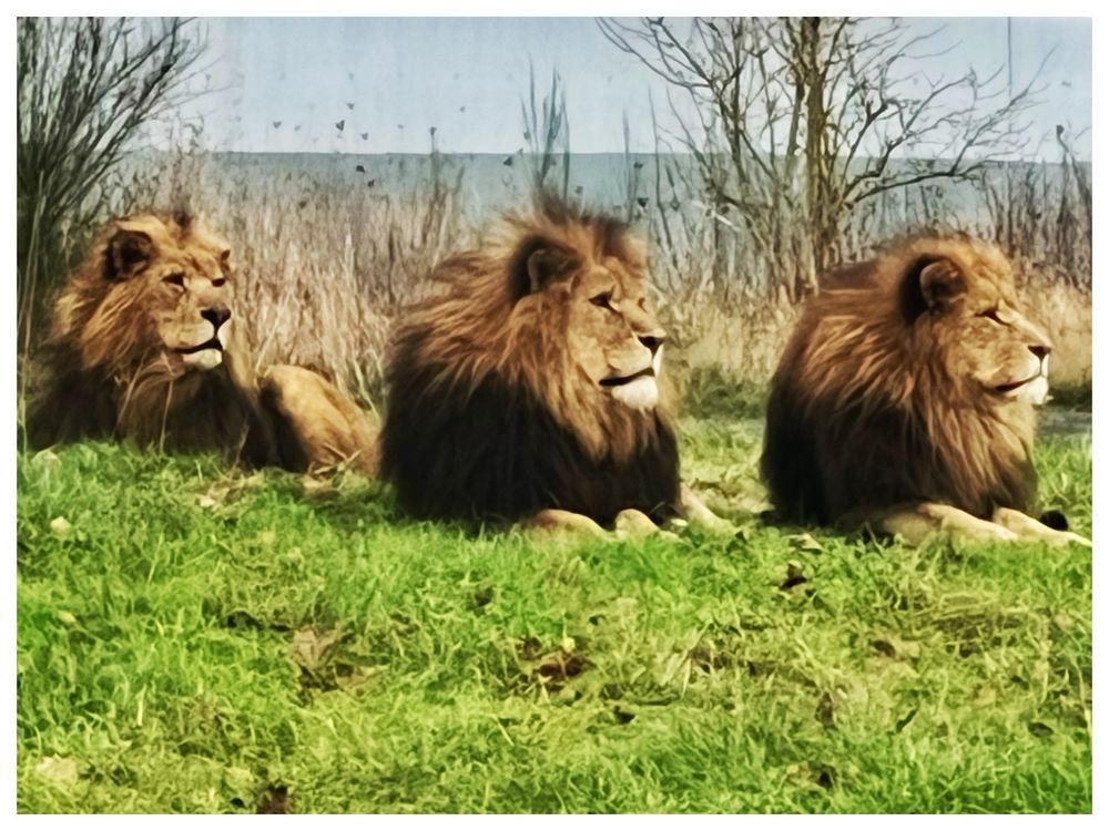 Three lions photographed at the West Midlands Safari Park, Bewdley, Worcestershire, UK. Good luck to the England football team in today’s final of the Women’s European Championship. 
🦁🦁🦁