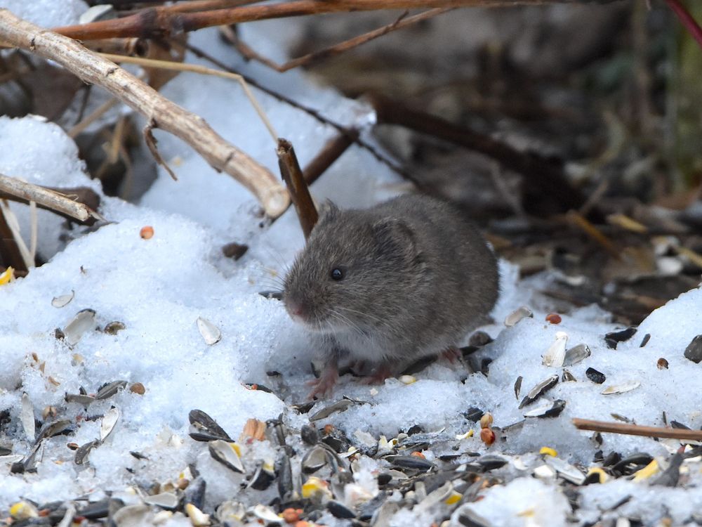 A photo of a meadow vole in the snow taken by Craig K. Hunt (iNaturalist)