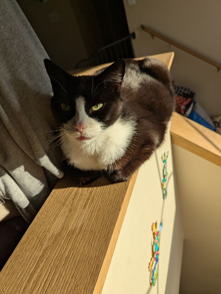 A black and white tuxedo cat laying on a wooden railing. He has his paws tucked under his body as he looks up at the human taking his picture.