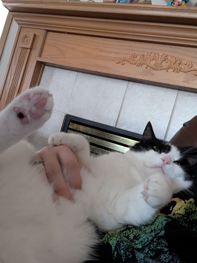 A black and white tuxedo cat laying fluffy belly side up on his human. The cat has one of their back paws held up in the air to show off his mostly pink toe beans. There is one dark colored toe bean in the middle.