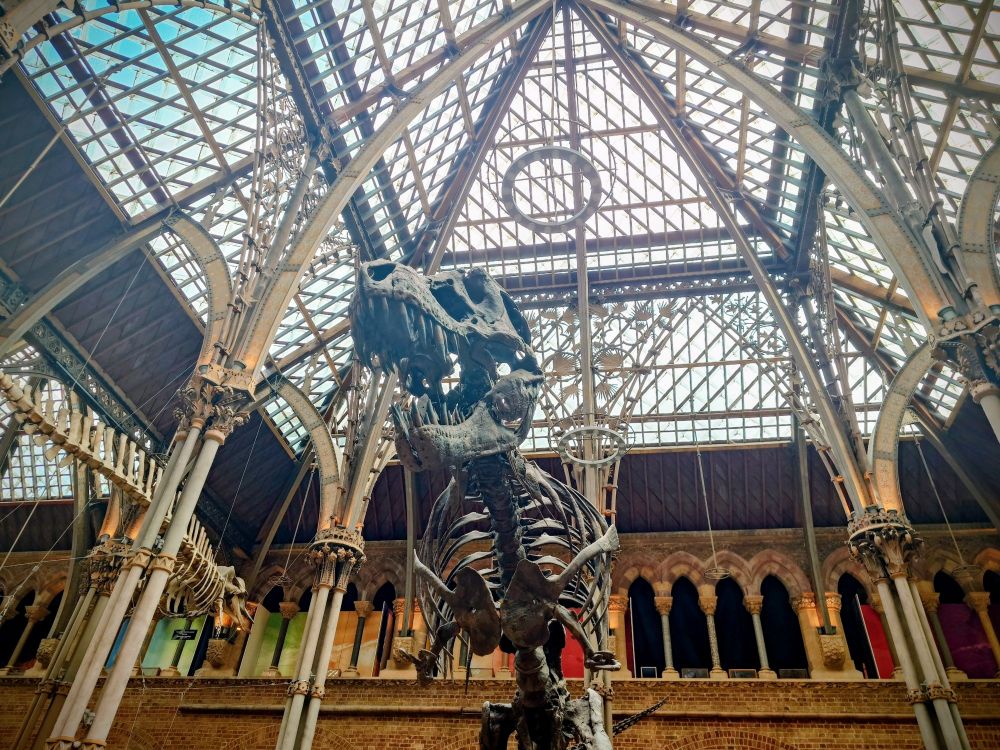 Dinosaur skeleton and stunning architecture at the Natural History Museum in Oxford. Photograph by Maud Gillett 