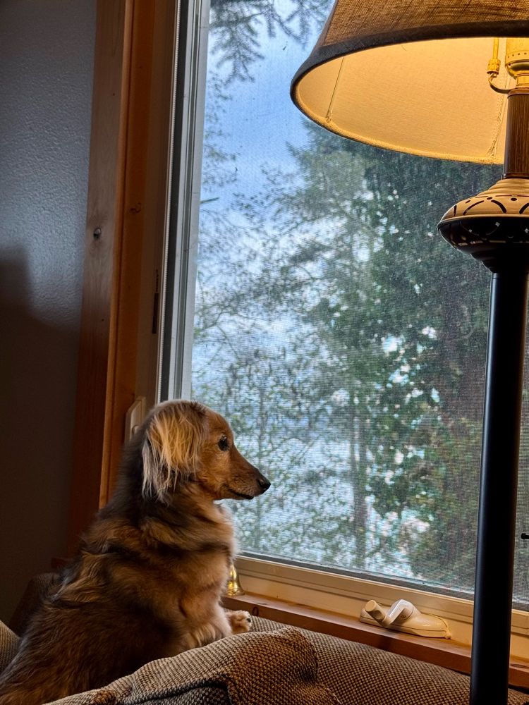 A cute dog looking out a window at the water