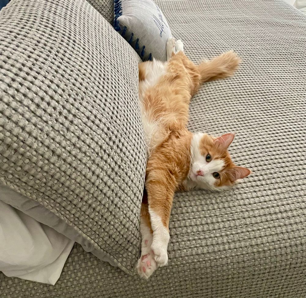 Orange cat stretched out on humans bed 