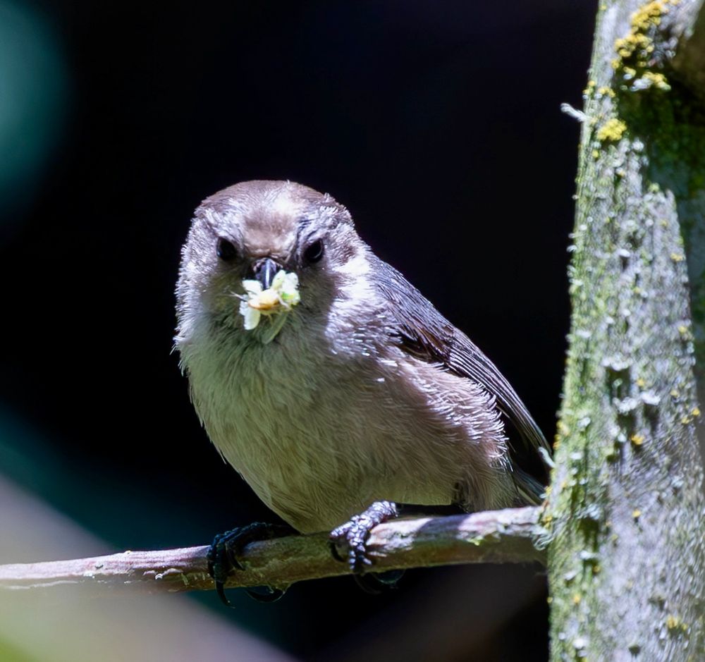 Shows a male Bushtit either a small, flying insect in its beak. 