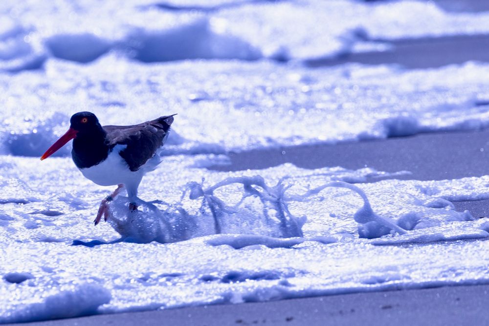 Shows an American oystercatcher hopping through sea foam on a beach. 
