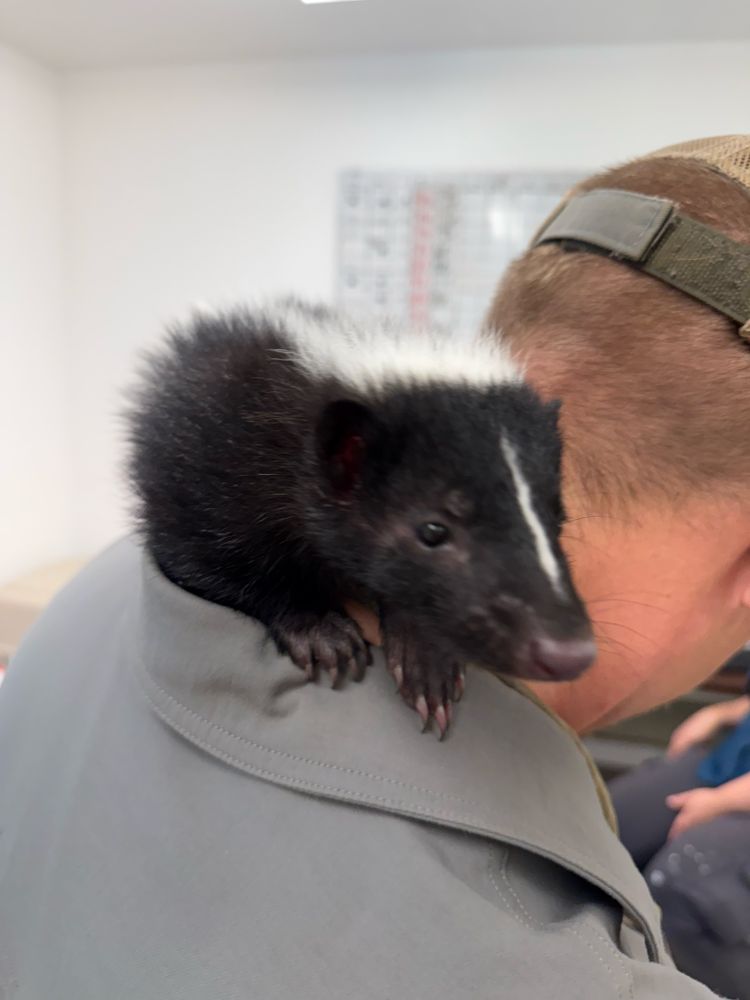 Baby skunk! 
