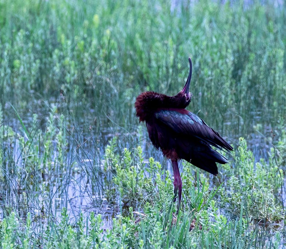 A White-faced ibis stretches its head back far enough to rest it on its back while standing in a marsh on the Malheur National Wildlife Refuge. 