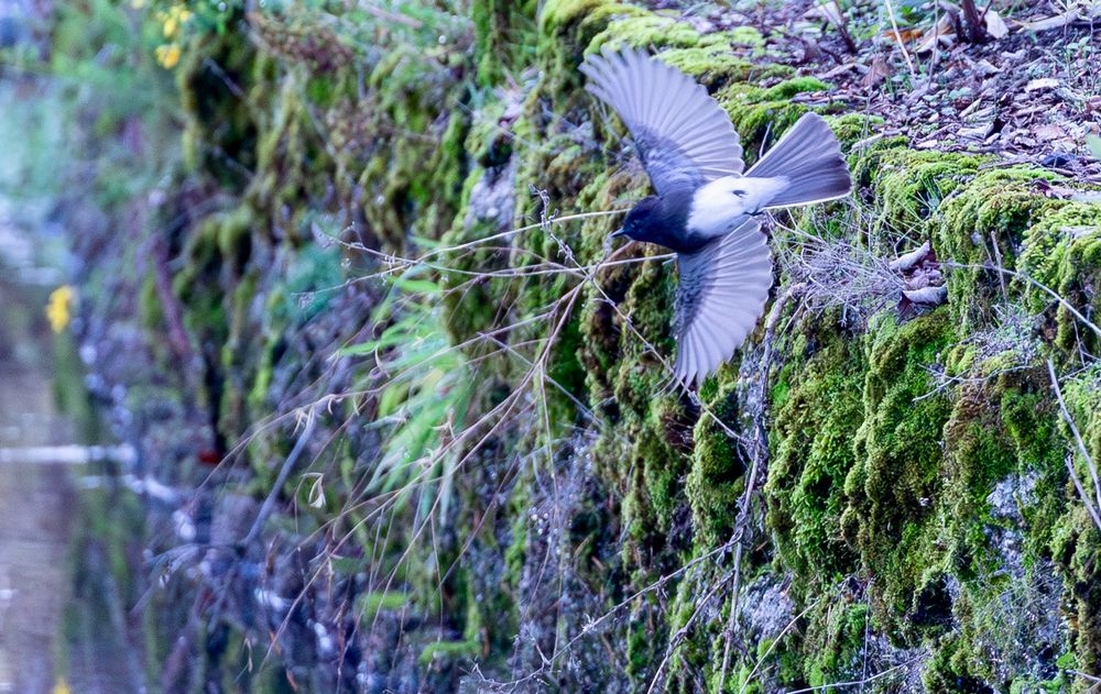 A Black Phoebe photographed from the belly side with wings outstretched against  rock wall 