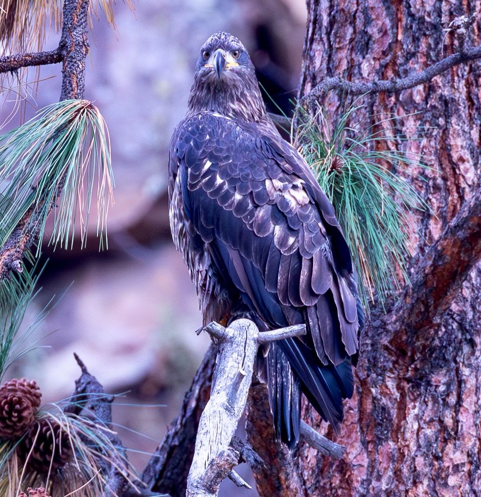 A Golden Eagle looks down at a camera on a boat passing beneath it on the Grande Ronde River. 