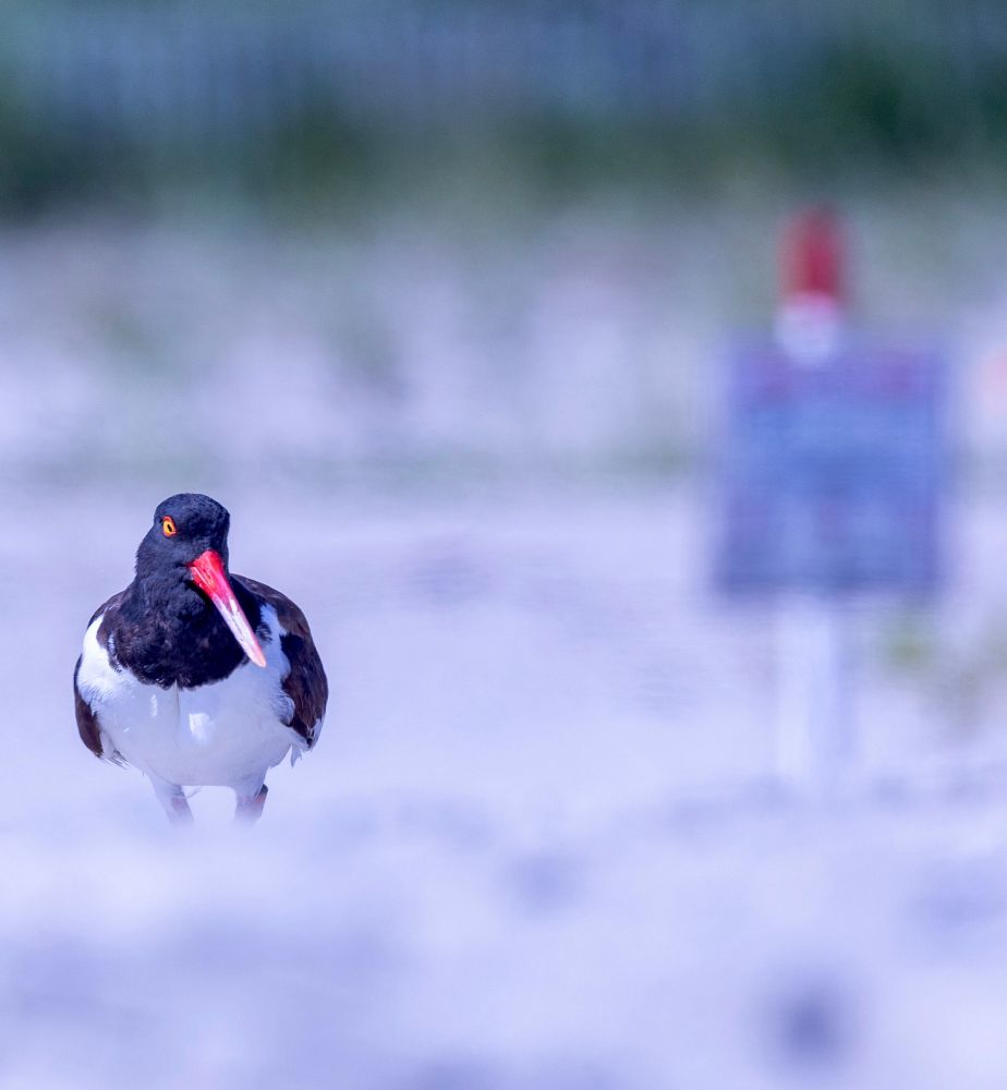 Shows an American oystercatcher looking at the photographer over a hill. 