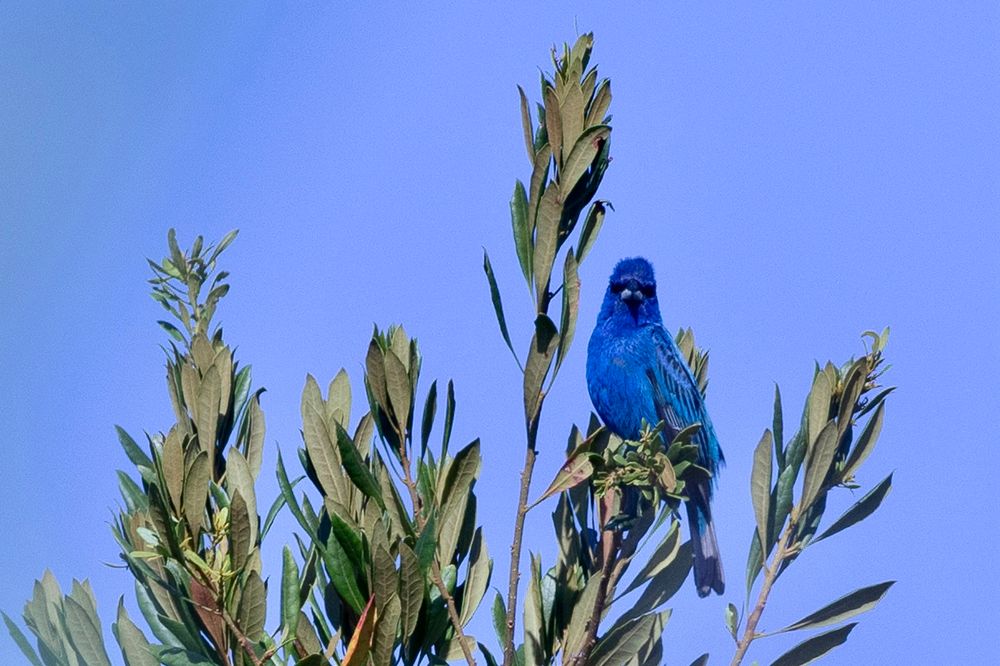 An Indigo bunting perches in a tree and looks in the direction of the camera lens. 
