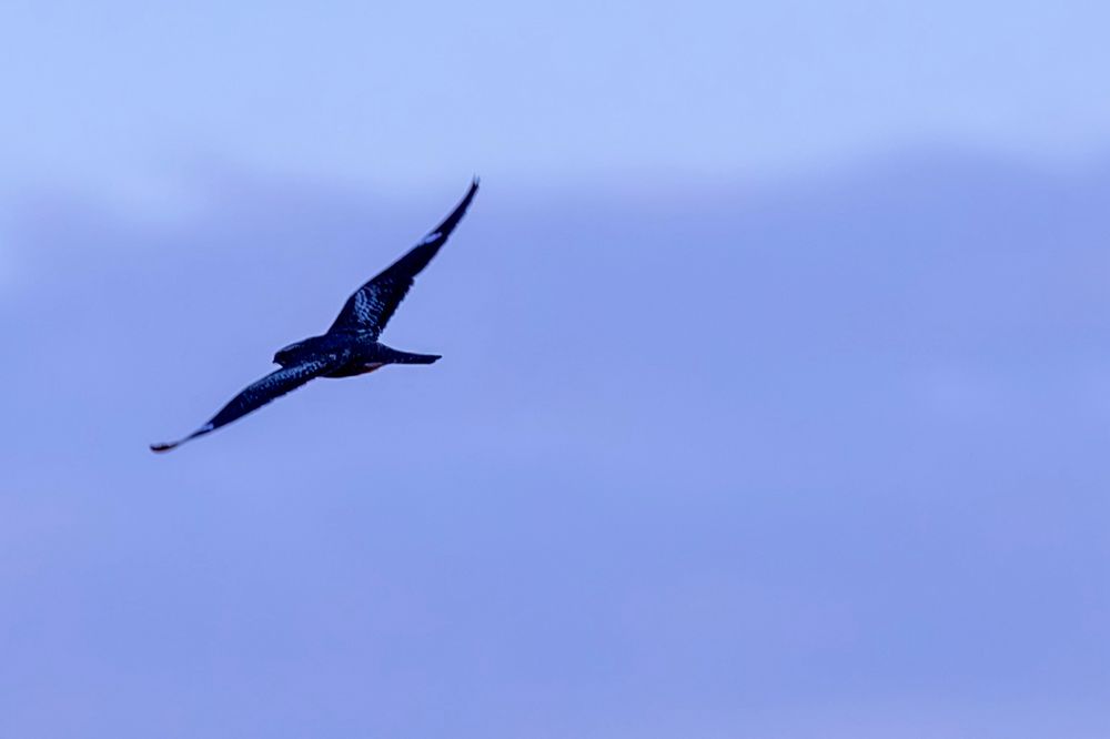 A Nighthawk disappears into the dusky sky. 