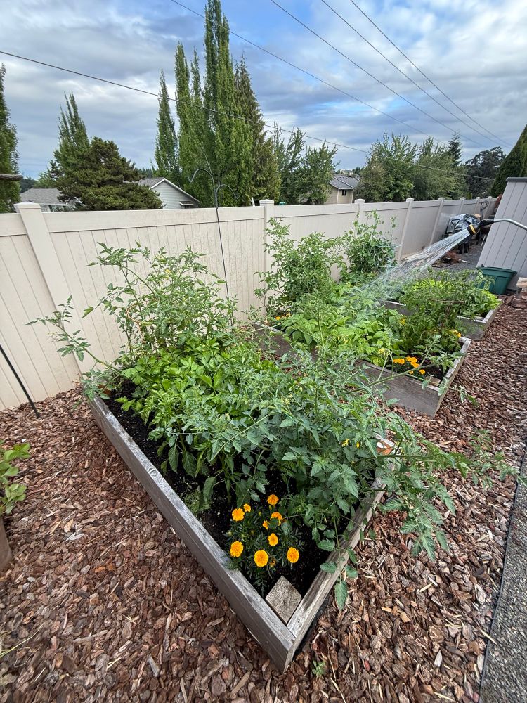 Shows three raised-bed gardens in a backyard next to a fence. 
