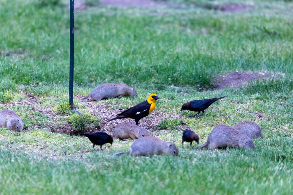 A Yellow-headed blackbird hangs out beneath a bird feeder with ground squirrels and cowbirds. 