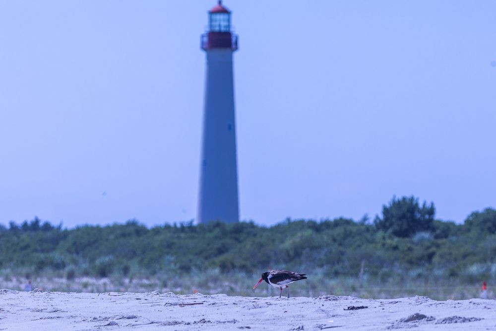 Shows an American Oystercatcher near a lighthouse 