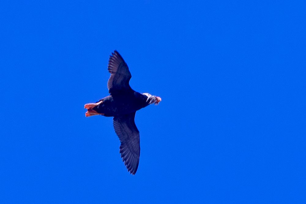 A Puffin flies over Cannon Beach with a mouthful of bait fish for baby puffins. 