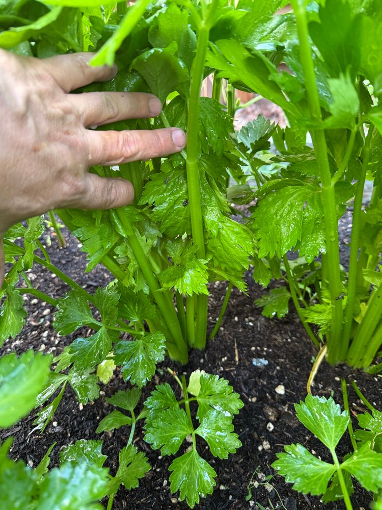 Shows celery growing. 