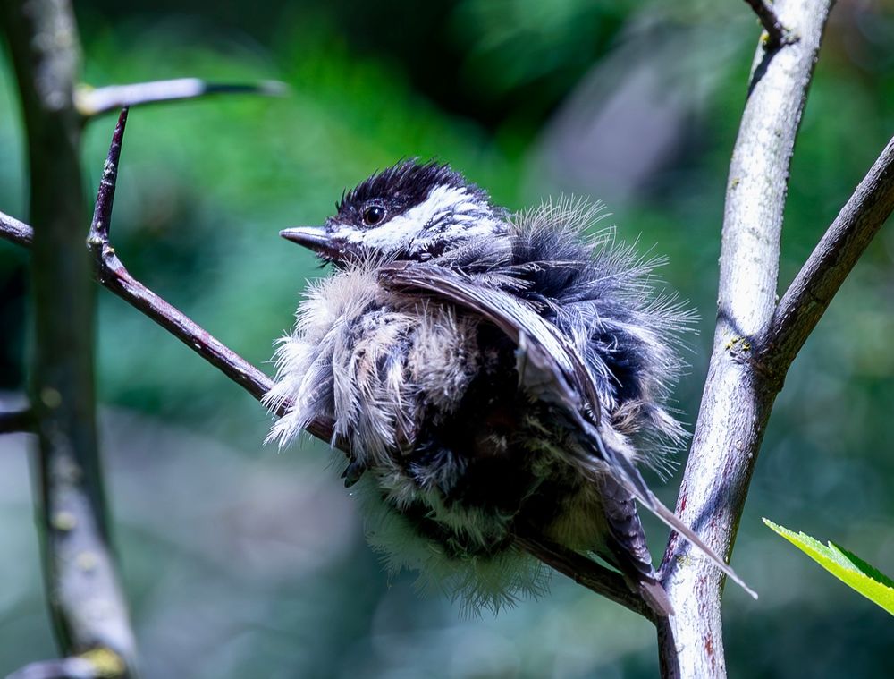 Shows a juvenile chickadee struggling to cool down on a hot day. 