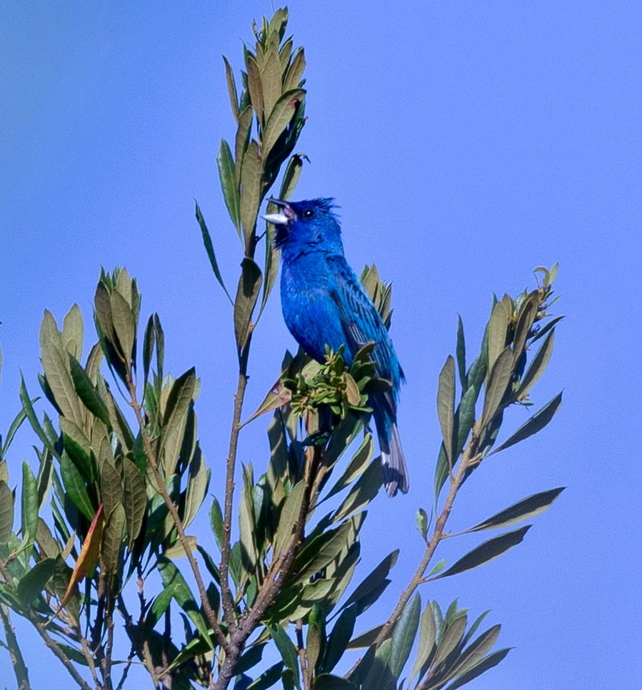 An Indigo bunting perches in a tree and sings. 