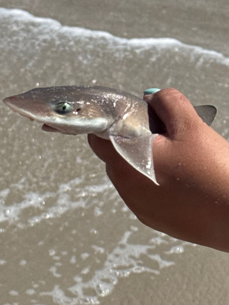 Shows an angler holding up a small shark in one hand. 
