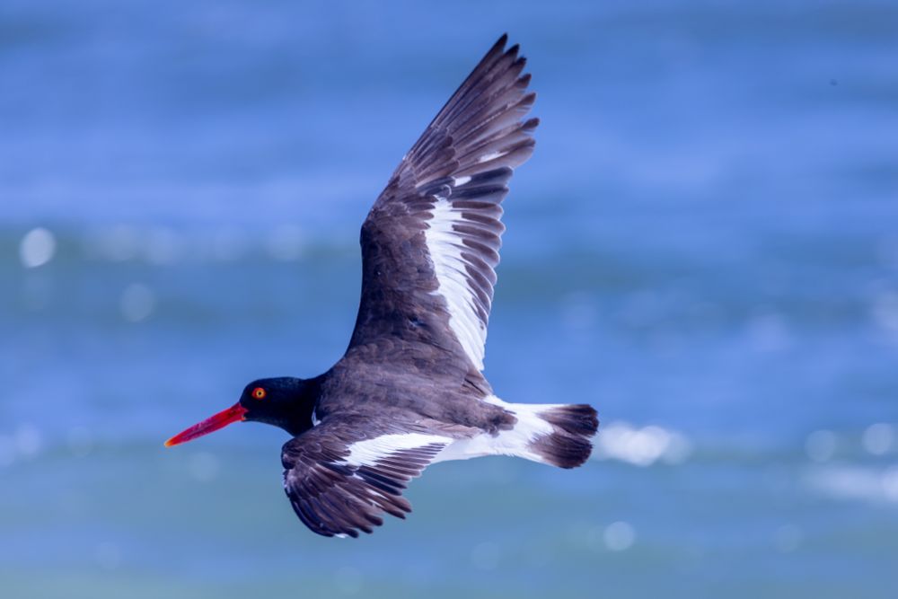 Shows an American oystercatcher in flight over water. 