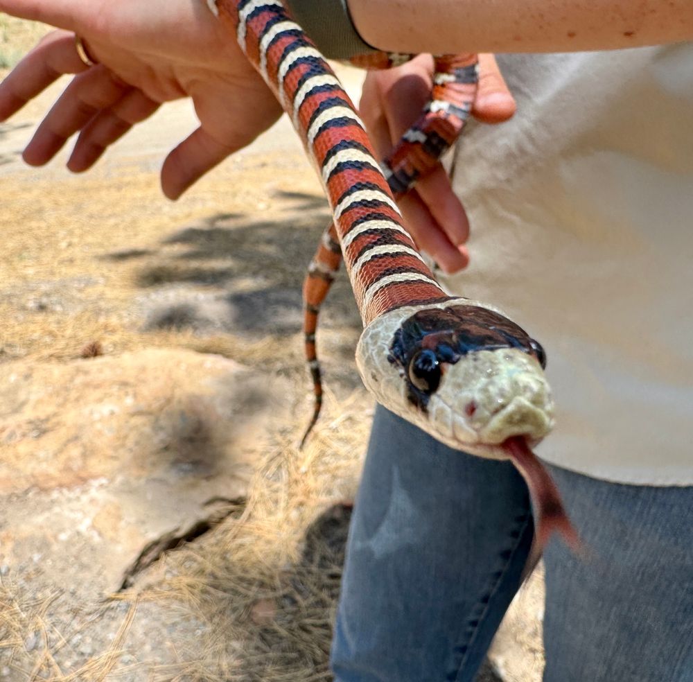 A Sonoran king snake checks out the camera with its tongue