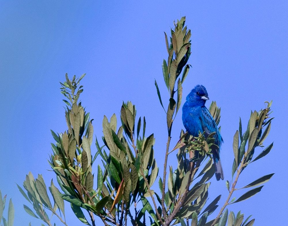 An Indigo bunting gives some strong side eye to the camera. 