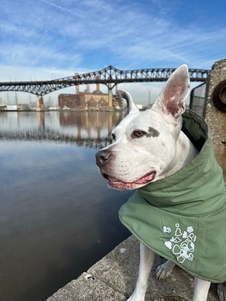 A white dog (Leeloo) in a green jacket sits on a cement wall in front of the muddy, but reflective Hackensack River with a blue sky and a black iron truss bridge in the background spanning the river. There is a rusty factory with three smokestacks behind the bridge.