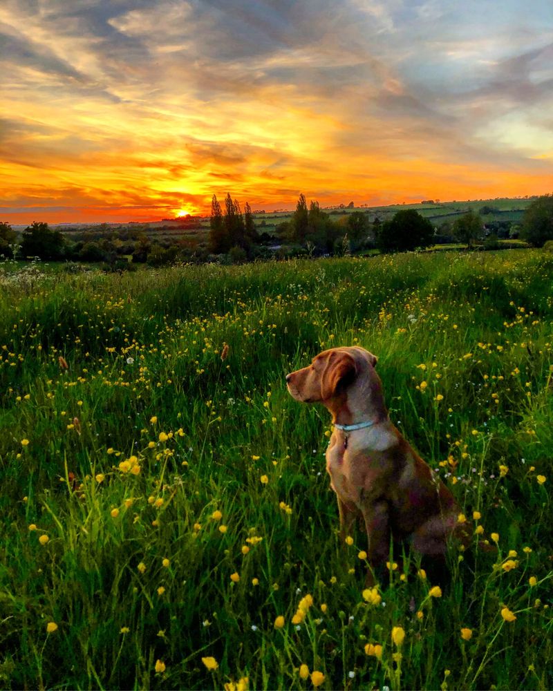 A labrador in a field at sunset 