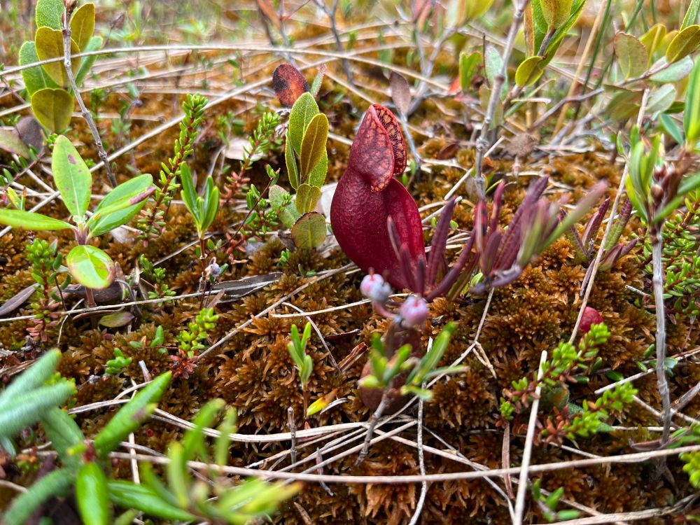 A small pitcher plant leaf within a bog plant community.