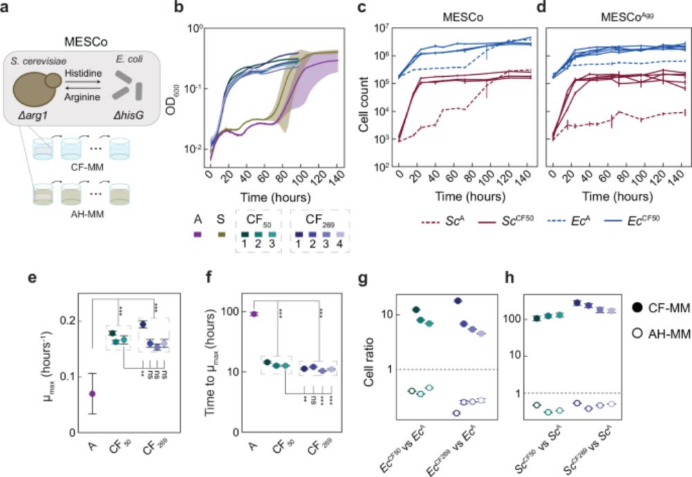 Enhanced metabolic entanglement emerges during the evolution of an interkingdom microbial community - Nature Communications